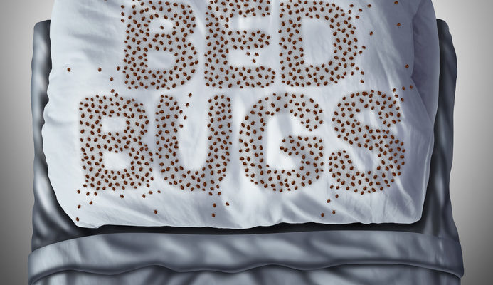 bed bugs